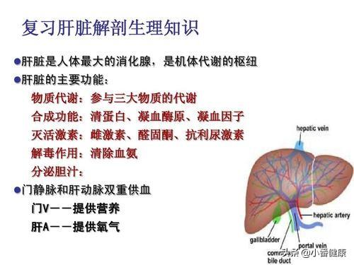 肝病最新进展，治疗与预防的新突破