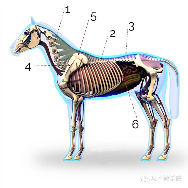 2O24管家婆一码一肖资料_效率资料解剖落实_尊贵版88.113.223.187