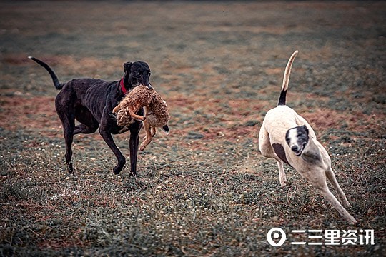 猎犬夜猎风采，最新夜间撵兔视频展现绝佳观赏体验